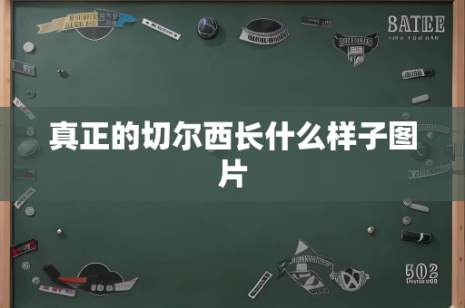 真正的切尔西长什么样子图片